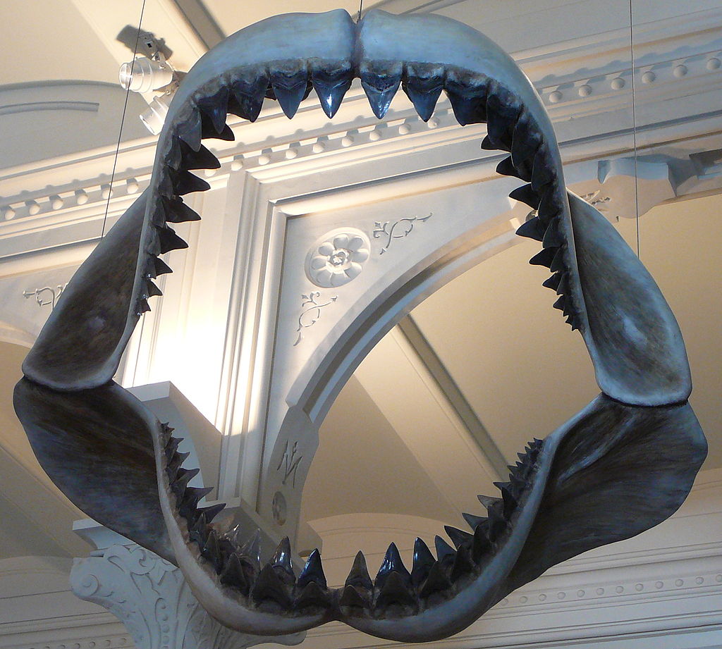 1024px-Megalodon_shark_jaws_museum_of_natural_history_068.jpg