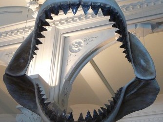 1024px-Megalodon_shark_jaws_museum_of_natural_history_068.jpg