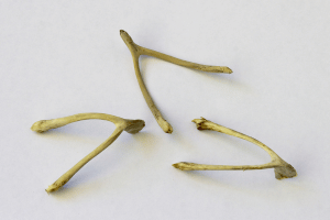 3 wishbones against a white background