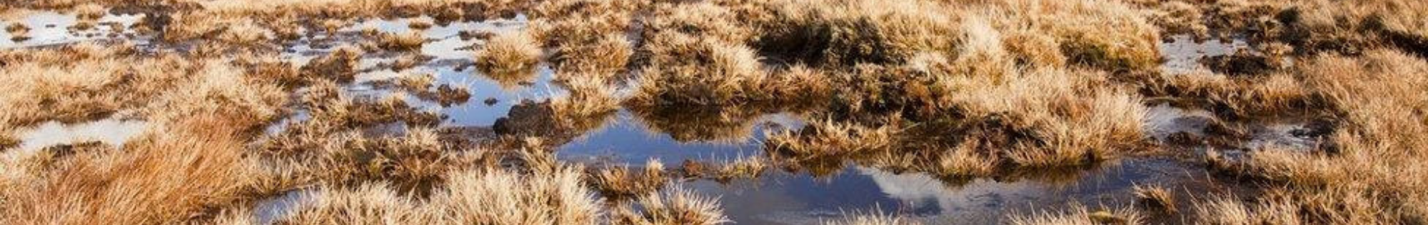 bog banner
