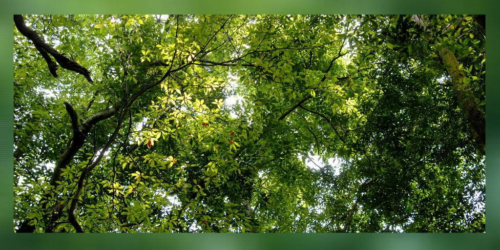 madison_blog_cover_(1).png